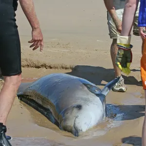 Sowerby's Beaked Whale - found stranded on Blakeney Point Sowerby's Beaked Whale - found stranded on Blakeney Point