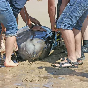 Sowerby's Beaked Whale - found stranded on Blakeney Point Sowerby's Beaked Whale - found stranded on Blakeney Point