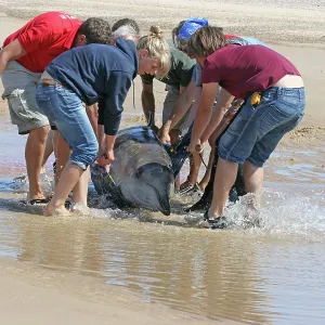 Sowerby's Beaked Whale - found stranded on Blakeney Point Sowerby's Beaked Whale - found stranded on Blakeney Point