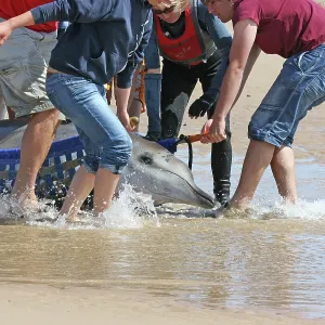 Sowerby's Beaked Whale - found stranded on Blakeney Point Sowerby's Beaked Whale - found stranded on Blakeney Point