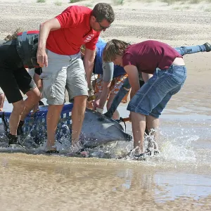 Sowerby's Beaked Whale - found stranded on Blakeney Point Sowerby's Beaked Whale - found stranded on Blakeney Point