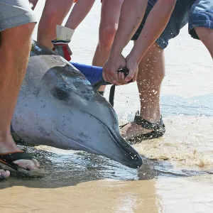 Sowerby's Beaked Whale - found stranded on Blakeney Point Sowerby's Beaked Whale - found stranded on Blakeney Point