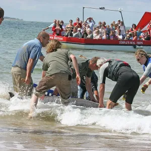 Sowerby's Beaked Whale - found stranded on Blakeney Point Sowerby's Beaked Whale - found stranded on Blakeney Point