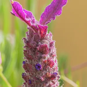 Spanish Lavender, Lavandula stoechas Papillon, flower Spanish Lavender, Lavandula stoechas Papillon, flower