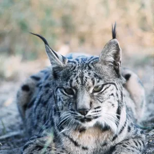 SPANISH LYNX SPANISH LYNX