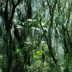 Spanish MOSS Spanish MOSS