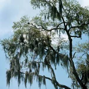 Spanish MOSS - on tree Spanish MOSS - on tree