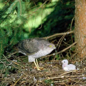 Sparrowhawk - female at nest Sparrowhawk - female at nest