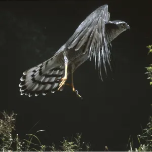 SPARROWHAWK - in flight SPARROWHAWK - in flight
