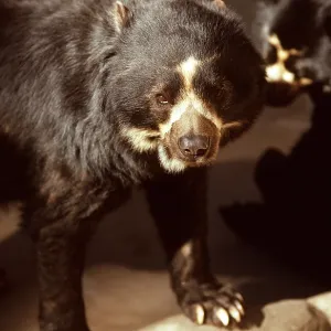 SPECTACLED / Andean BEAR SPECTACLED / Andean BEAR