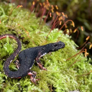Spectacled Salamander - the only endemic genus Spectacled Salamander - the only endemic genus