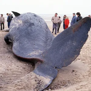 SPERM WHALE - beached