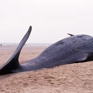 SPERM WHALE - dead, on beach