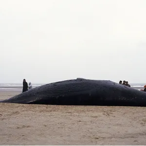 SPERM WHALE - dead on beach after becoming beached