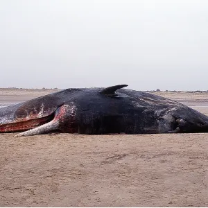SPERM WHALE - dead on beach, after becoming beached