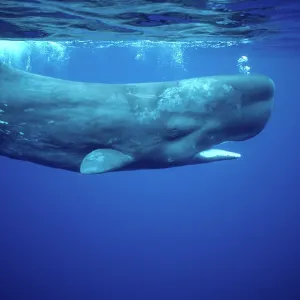 Sperm Whale - underwater Sperm Whale - underwater