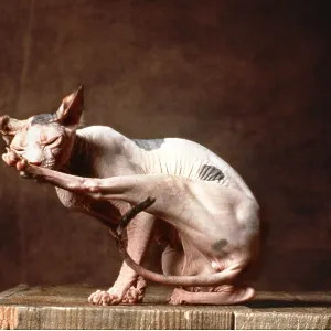 Sphynx CAT - brown Torie Sphynx CAT - brown Torie