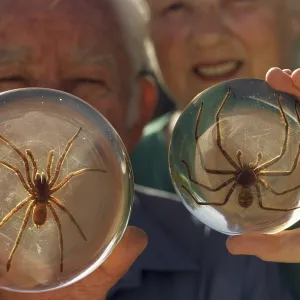 Spider Collectors, Murray Riverland Spider Collectors, Murray Riverland