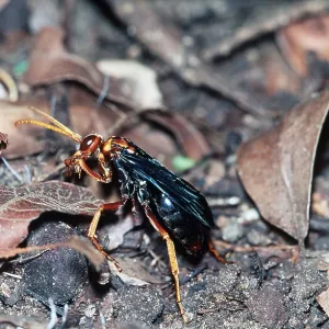 SPIDER WASP SPIDER WASP