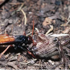 SPIDER WASP - with prey SPIDER WASP - with prey