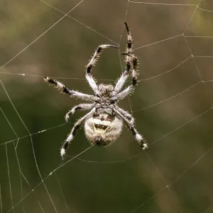 Spider Weaving Web Spider Weaving Web