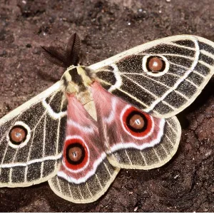 Spinner Emperor MOTH Spinner Emperor MOTH