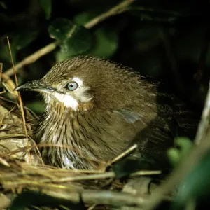 Spiny Babber Spiny Babber