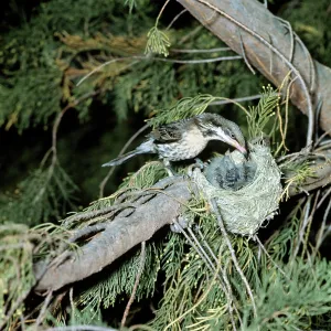 Spiny-cheeked Honeyeater Spiny-cheeked Honeyeater