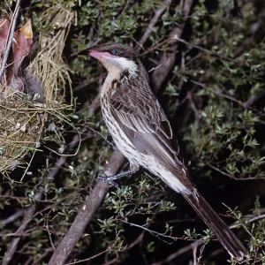 Spiny-cheeked Honeyeater Spiny-cheeked Honeyeater