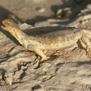 SPINY-TAILED LIZARD