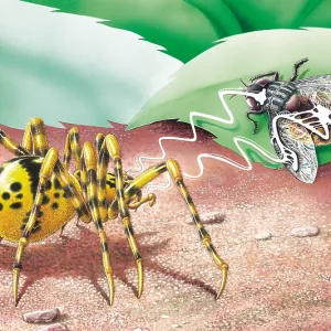 Spitting Spider catching a fly. Spitting spiders Spitting Spider catching a fly. Spitting spiders