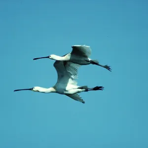 SPOONBILL - x two in flight SPOONBILL - x two in flight
