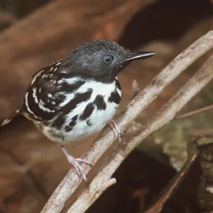 SPOT-BACKED ANTBIRD - perched on branch