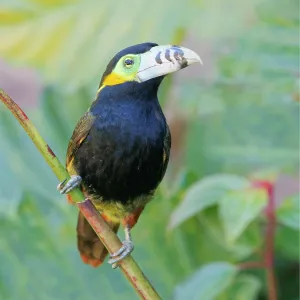 Spot Billed Toucanet Selenidera maculirostris Atlantic Spot Billed Toucanet Selenidera maculirostris Atlantic