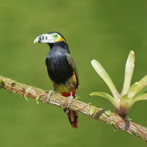 Spot Billed Toucanet Selenidera maculirostris Atlantic Spot Billed Toucanet Selenidera maculirostris Atlantic