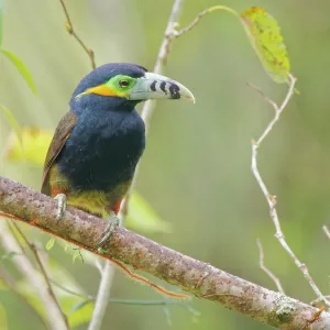 Spot Billed Toucanet Selenidera maculirostris Atlantic Spot Billed Toucanet Selenidera maculirostris Atlantic