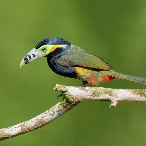 Spot Billed Toucanet Selenidera maculirostris Atlantic Spot Billed Toucanet Selenidera maculirostris Atlantic