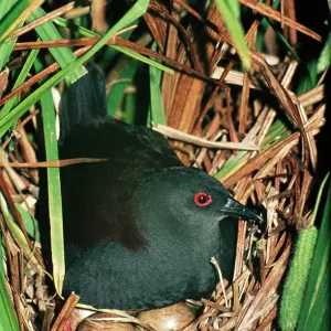 Spotless Crake - on nest with eggs