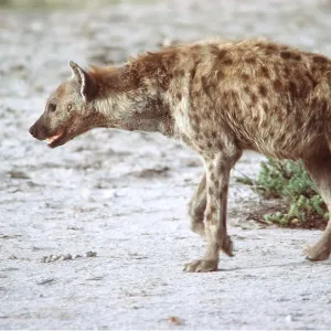 SPOTTED HYAENA SPOTTED HYAENA
