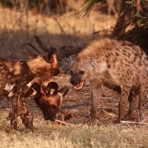 Spotted Hyaena & African Hunting DOG - stand off Spotted Hyaena & African Hunting DOG - stand off