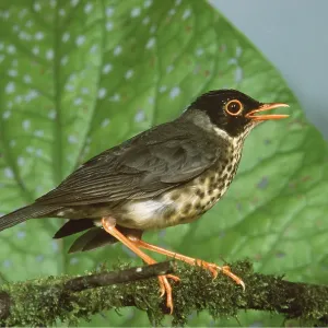 Spotted Nightingale Thrush