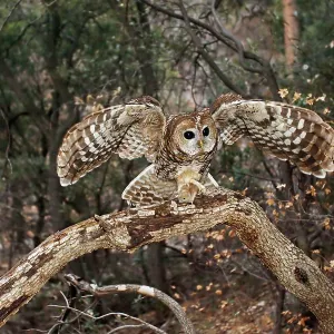Spotted Owl - with mouse prey in talons Spotted Owl - with mouse prey in talons