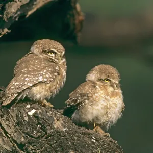 Spotted owlets / Spotted Little Owl at the roost Spotted owlets / Spotted Little Owl at the roost