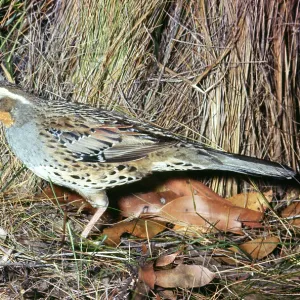 Spotted Quail Thrush - female with food in beak Spotted Quail Thrush - female with food in beak
