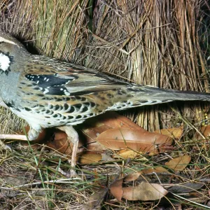Spotted Quail Thrush - male with food in beak Spotted Quail Thrush - male with food in beak