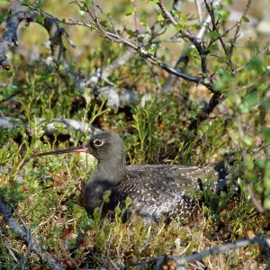 Spotted Redshank - at nest