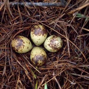 Spotted Redshank - nest with eggs