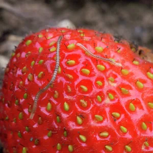 Spotted Snake Millipede - on strawberry Spotted Snake Millipede - on strawberry