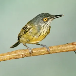 Spotted Tody FLYCATCHER