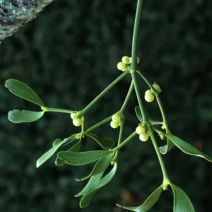 Sprig of MISTLETOE - a parasitic plant Sprig of MISTLETOE - a parasitic plant